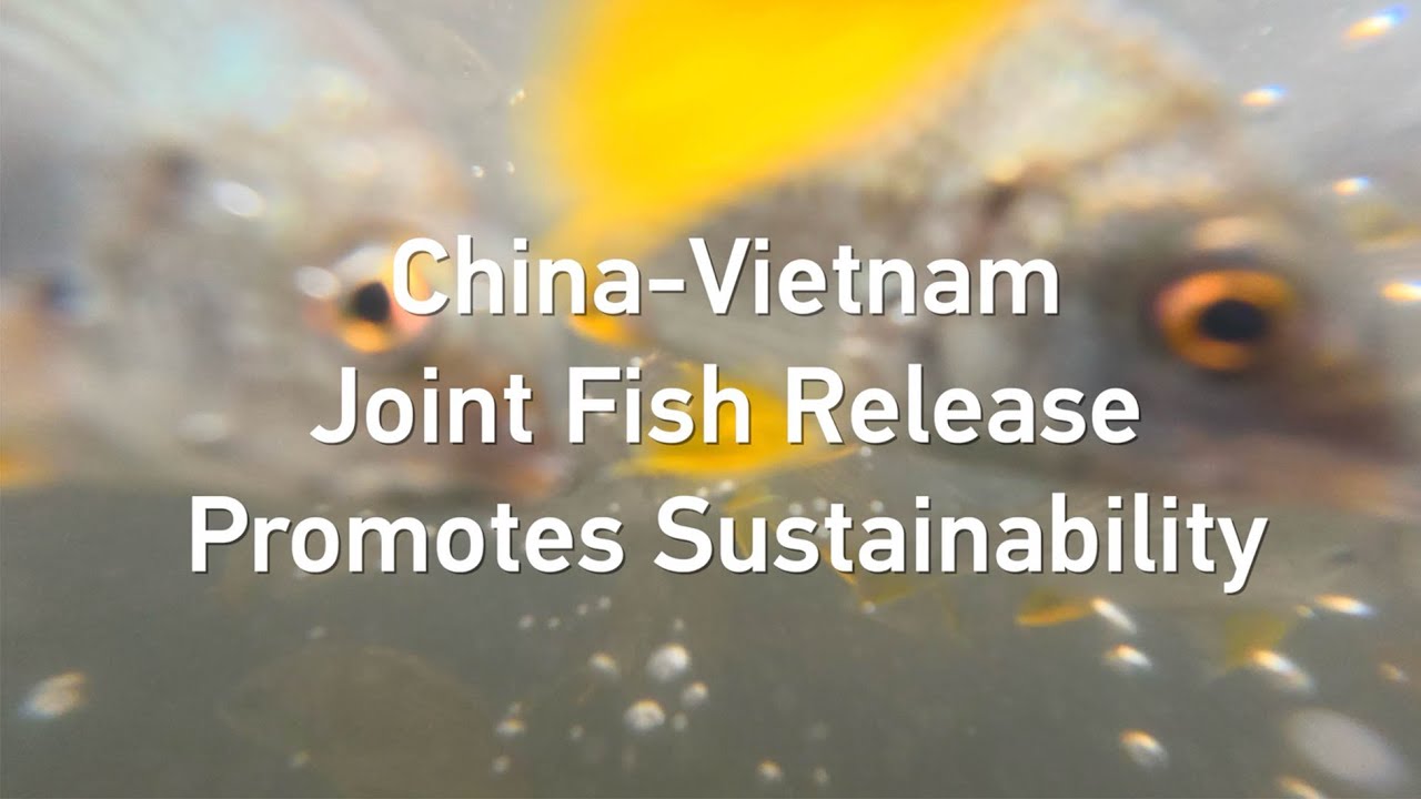 China-Vietnam joint fish release promotes sustainability - MCI Group
